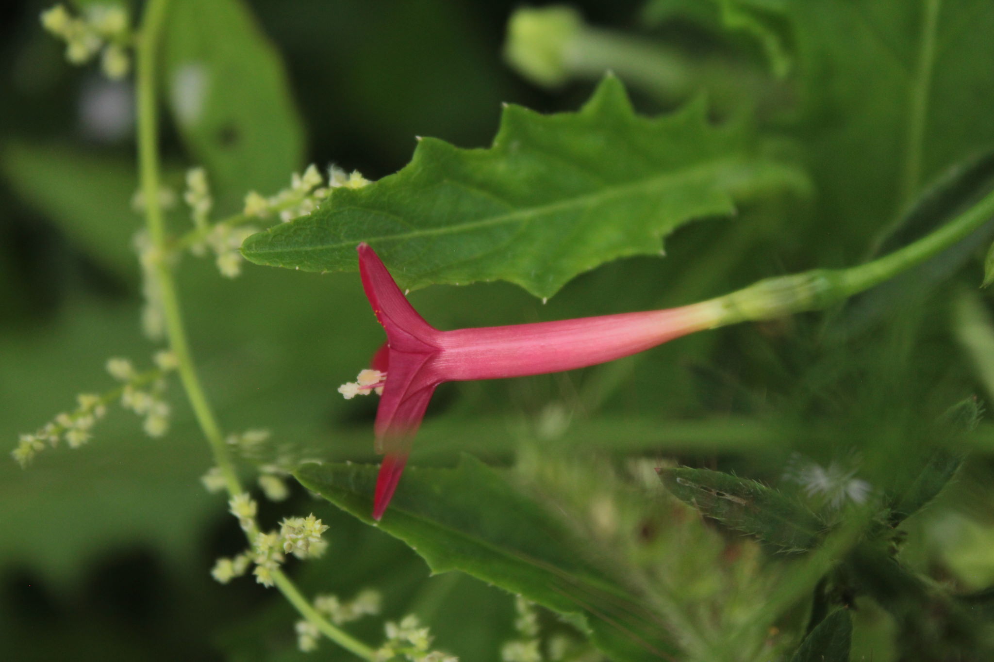 Ipomoea quamoclit